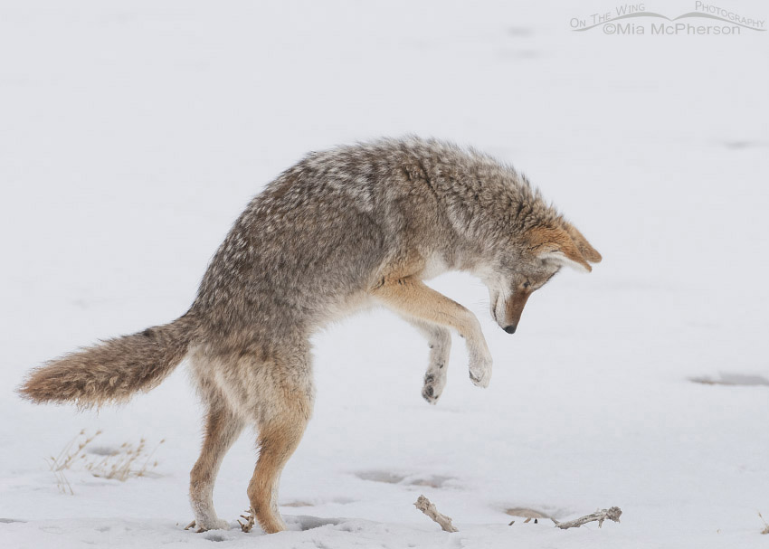Coyote about to pounce on a vole