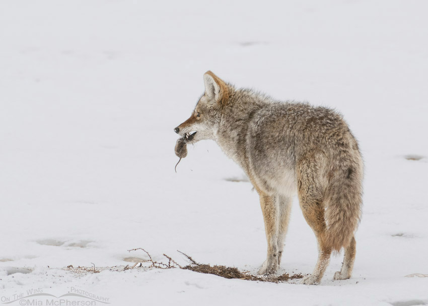 Coyote with a vole in its teeth