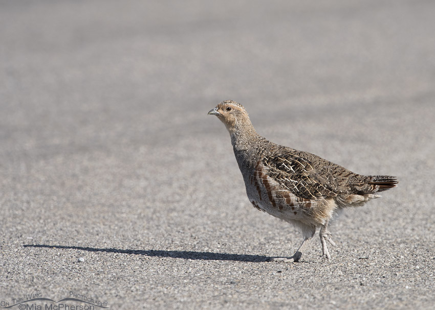 Gray Partridge crossing a road