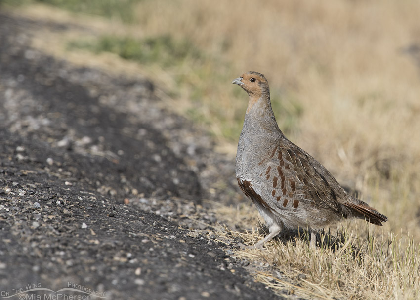Gray Partridge next to a road