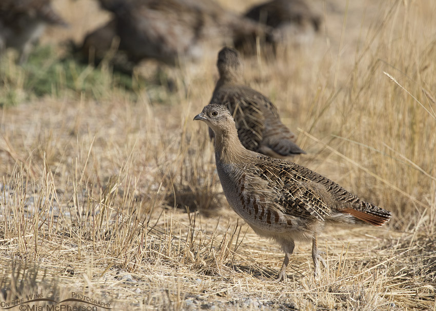 Gray Partridge at Golden Spike