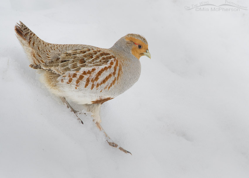 Gray Partridge walking down a bank of snow