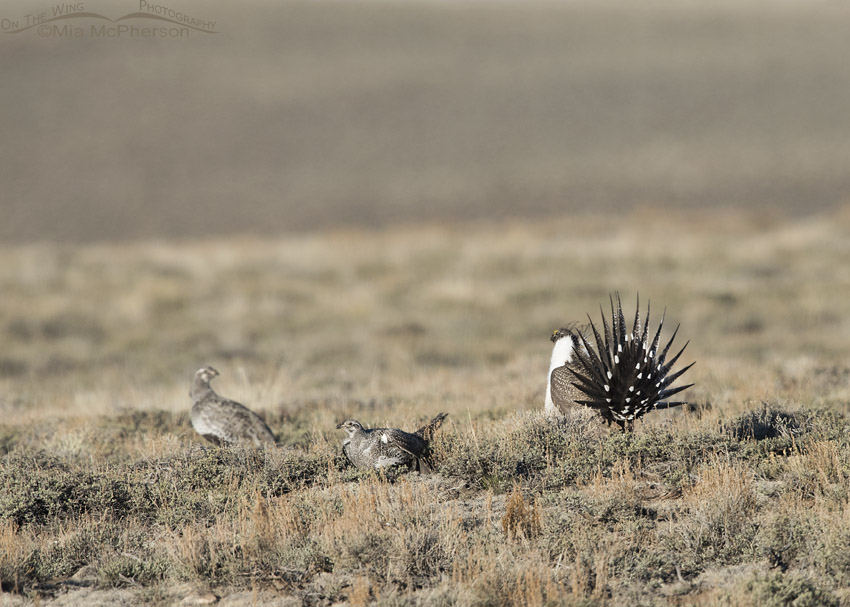 Courting Greater Sage-Grouse on a lek