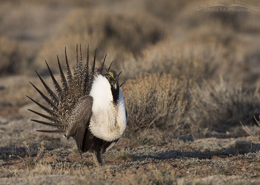 Morning light on a Greater Sage-Grouse