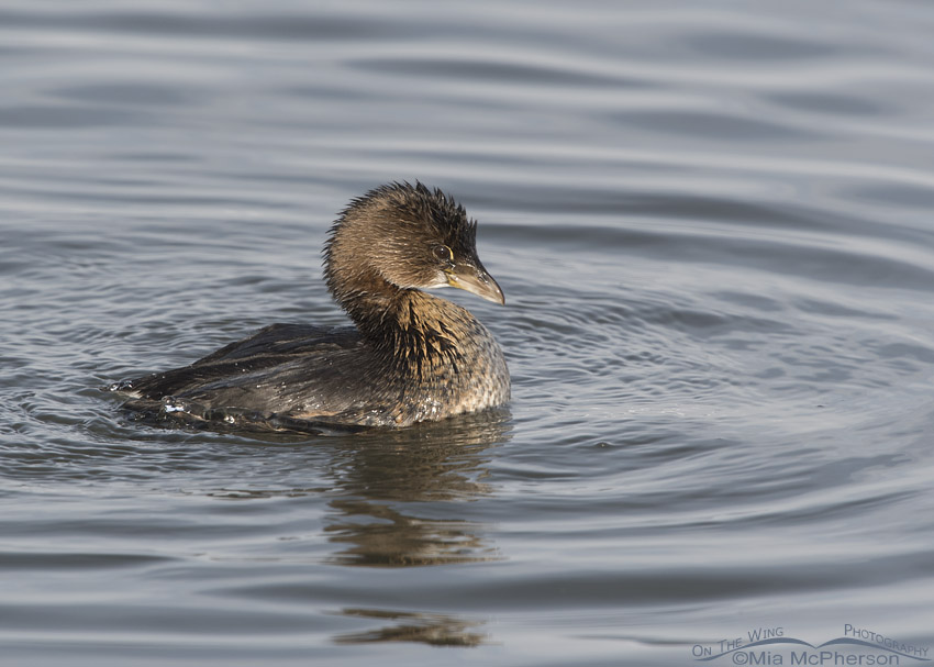 Pied-billed Grebe after a bath