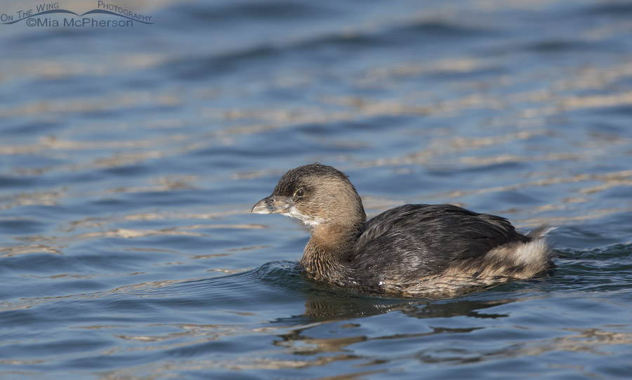 Pied-billed Grebe floating by