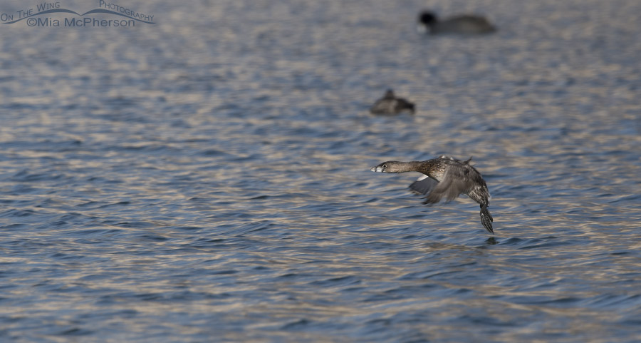 Pied-billed Grebe in flight over a pond