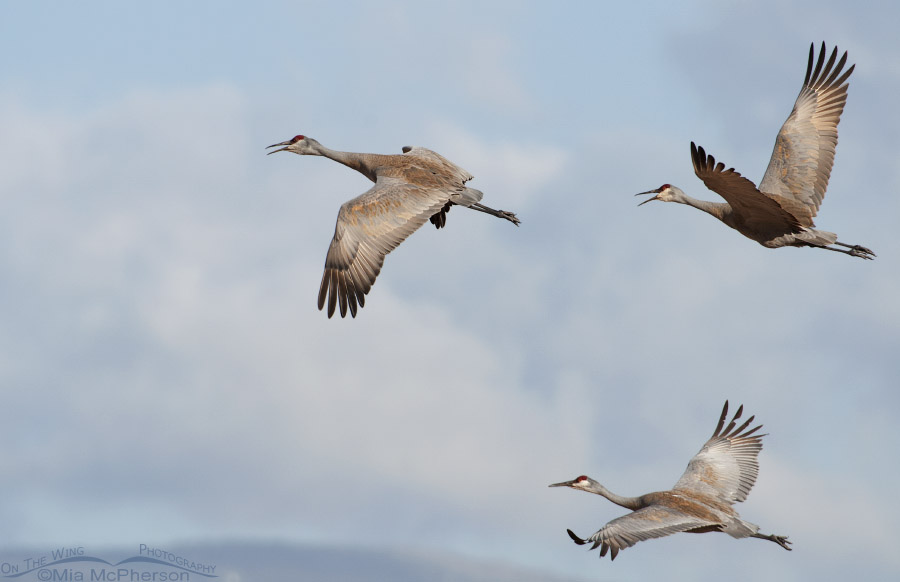 Three Sandhill Cranes in flight