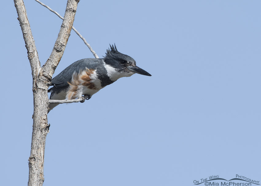 Female Belted Kingfisher getting ready to lift off