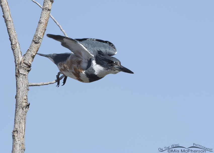 Female Belted Kingfisher at moment of lift off