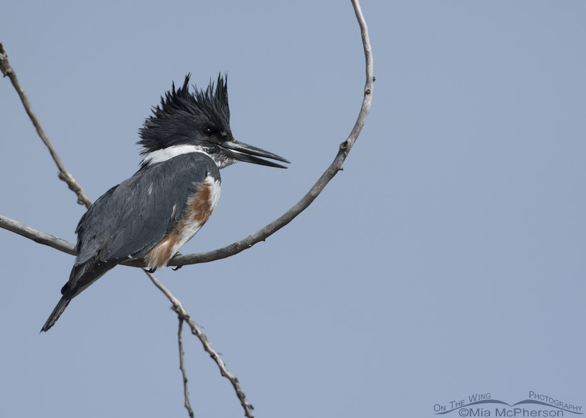 Female Belted Kingfisher looking for fish in a pond