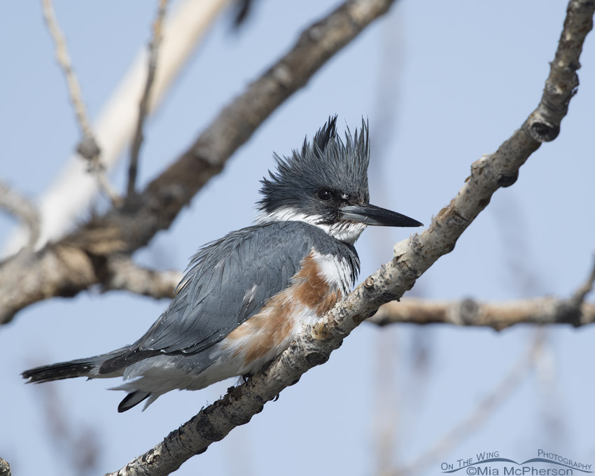 Female Belted Kingfisher perched in a tree