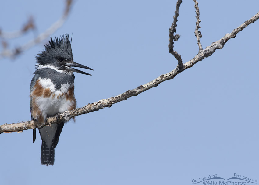 Belted Kingfisher female rattling