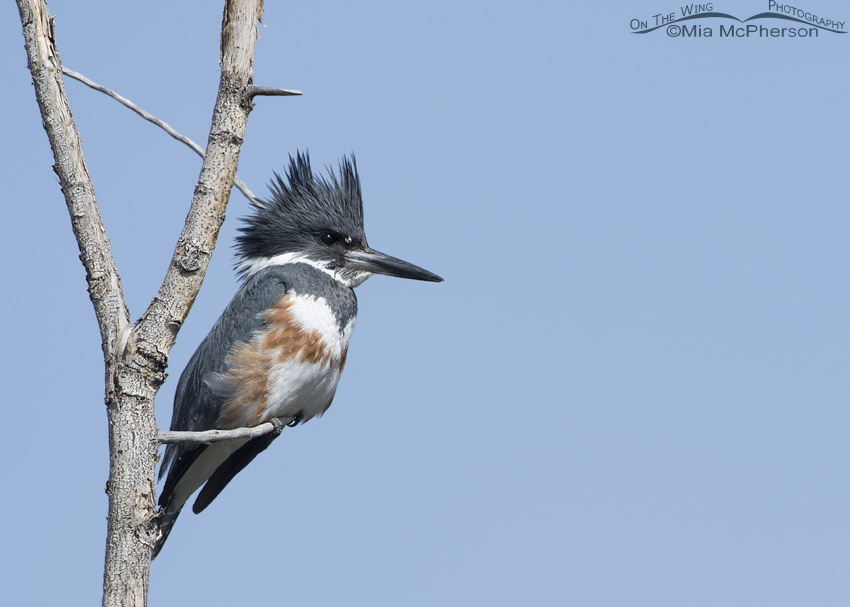 Belted Kingfisher female perched over a pond
