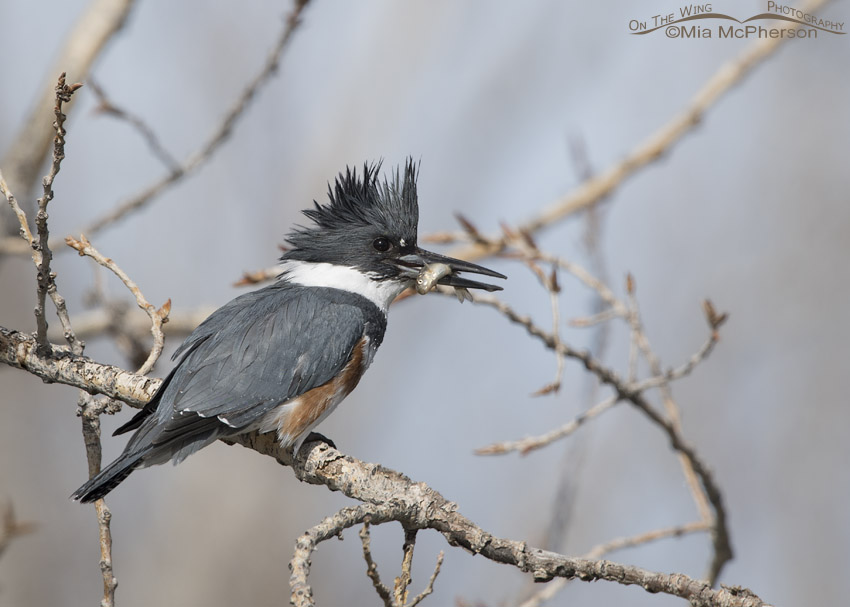 Female Belted Kingfisher with prey