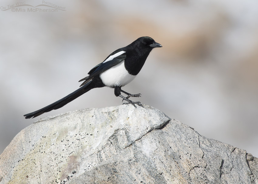Black-billed Magpie on a light colored rock