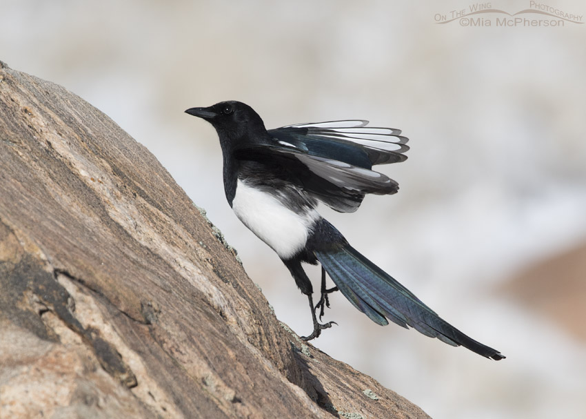 Black-billed Magpie jumping up on a rock