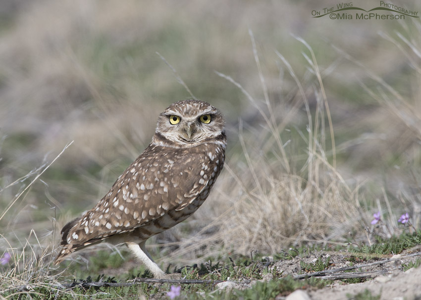 Squatting Burrowing Owl adult