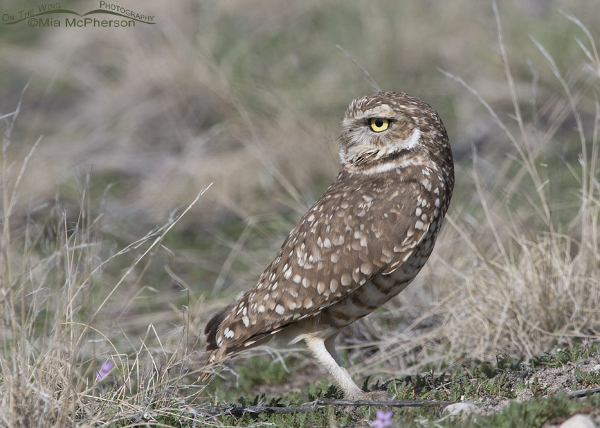 Burrowing Owl looking over its back