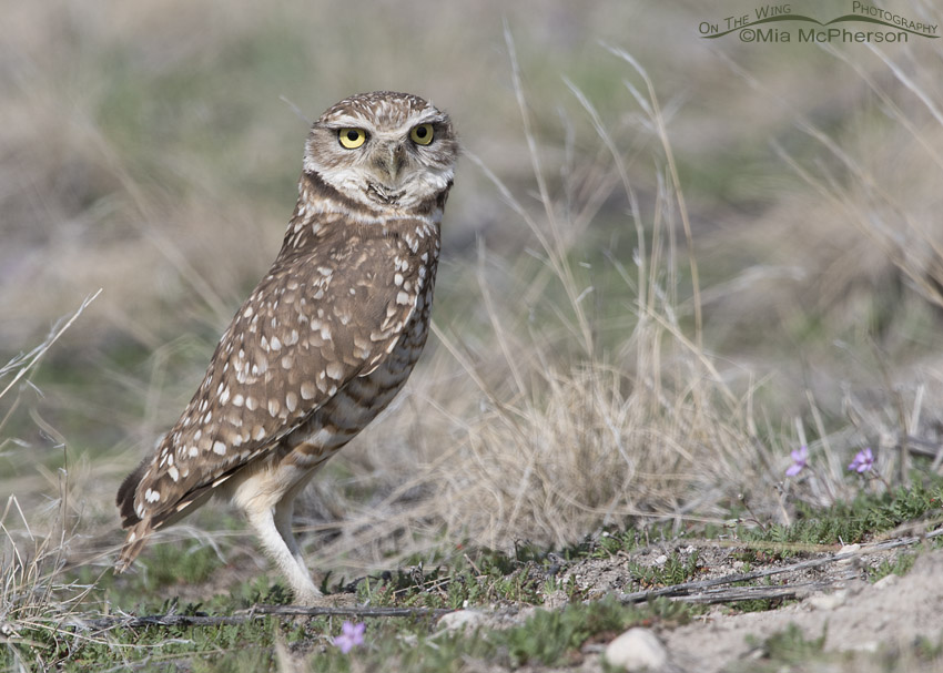 Burrowing Owl standing tall