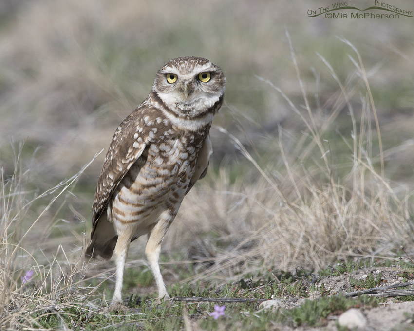 Burrowing Owl on alert near its burrow