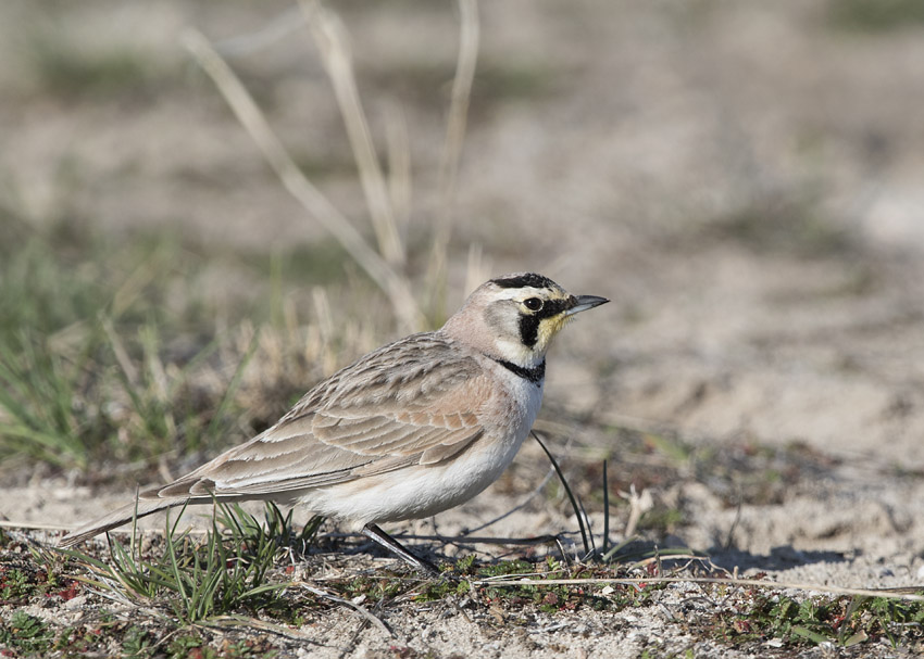 Male Horned Lark during a territorial chase