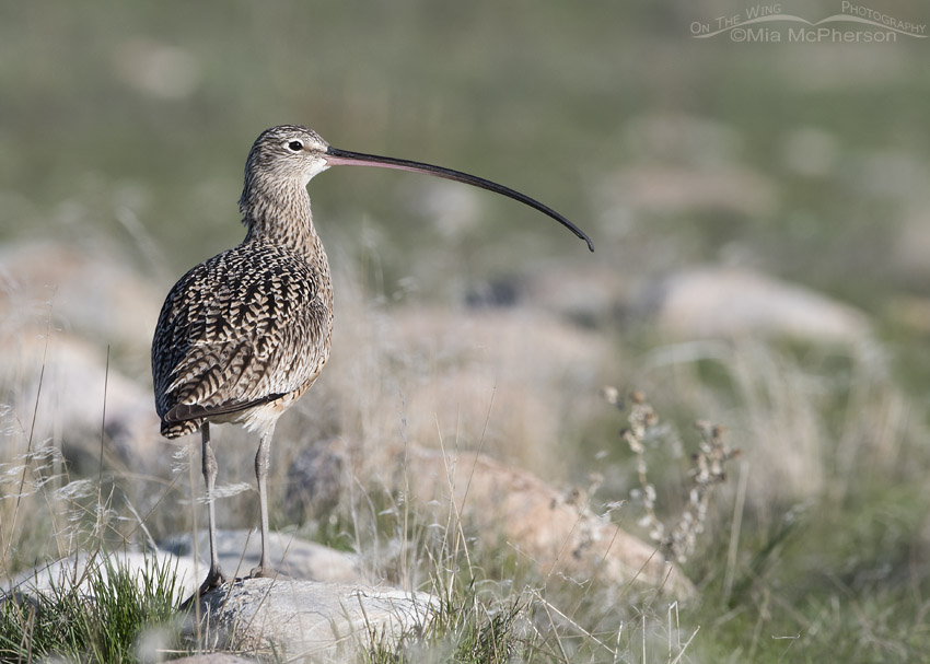 Long-billed Curlew perched on a rock
