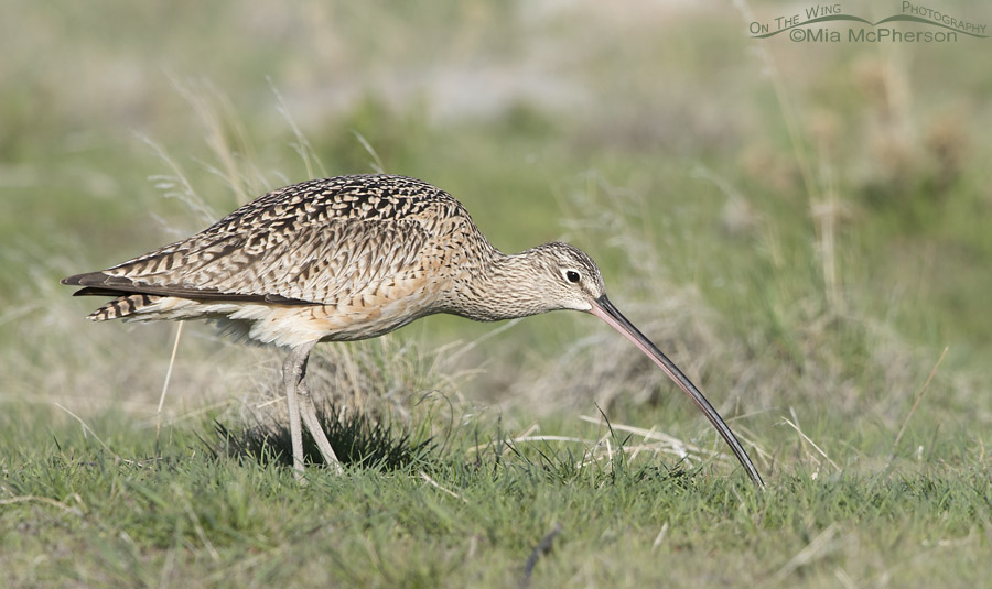 Long-billed Curlew using its bill to probe for prey