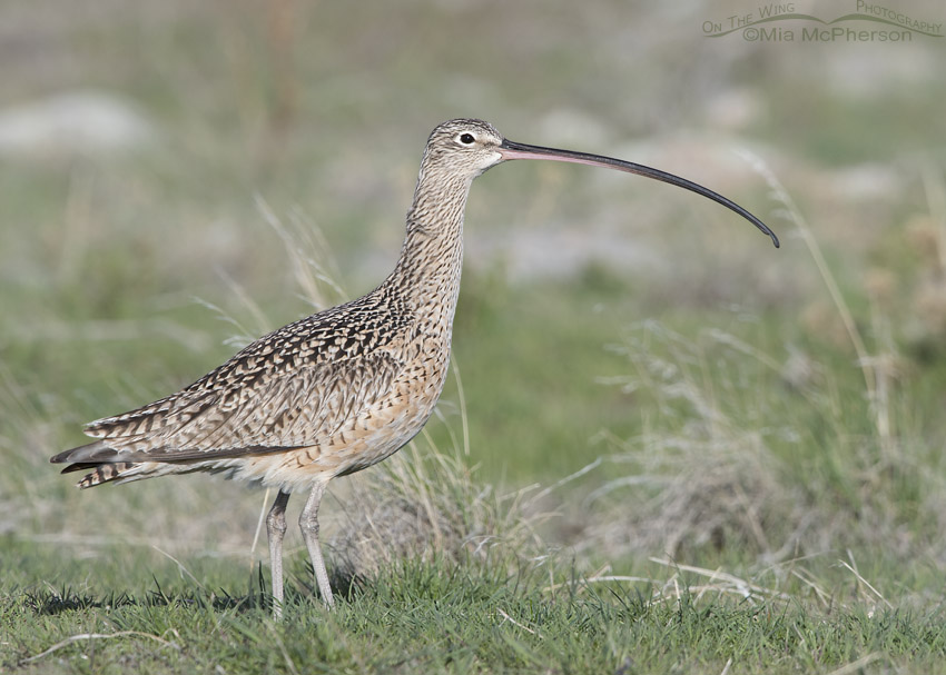 Long-billed Curlew in early spring