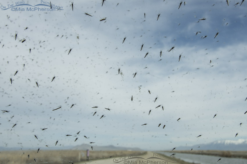 Midges all over my windshield