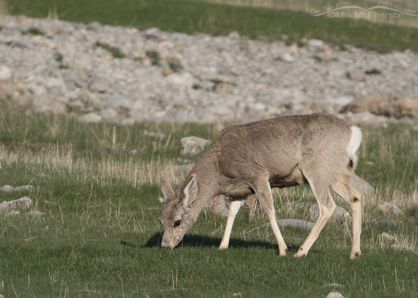 Mule Deer doe feeding on spring grasses