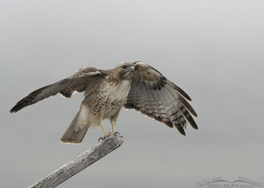Red-tailed Hawk balancing in a fog