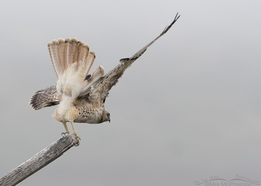 Red-tailed Hawk about to lift off in a fog