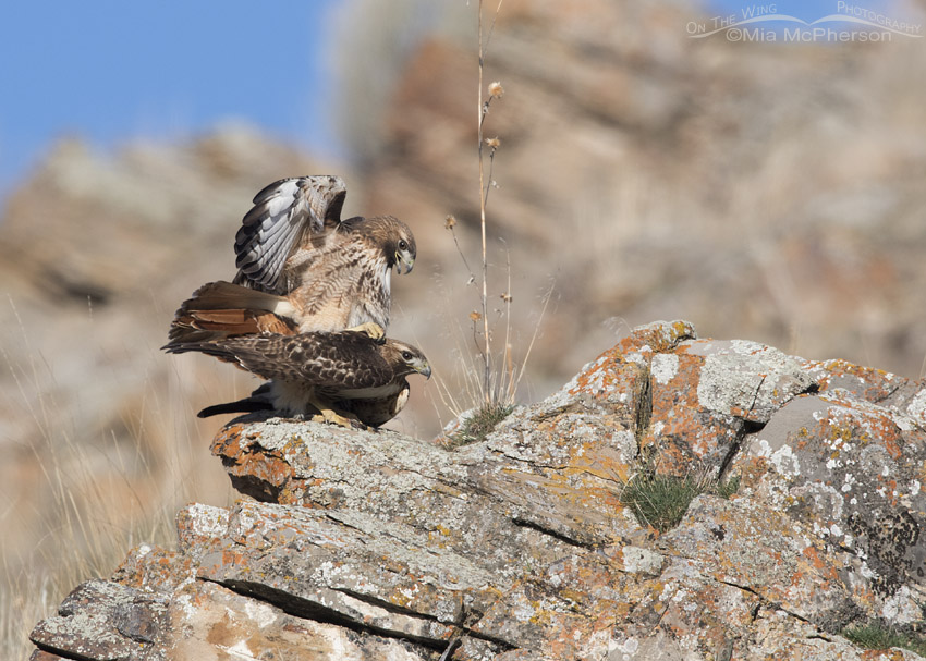 Red-tailed Hawks mating on a rocky outcropping