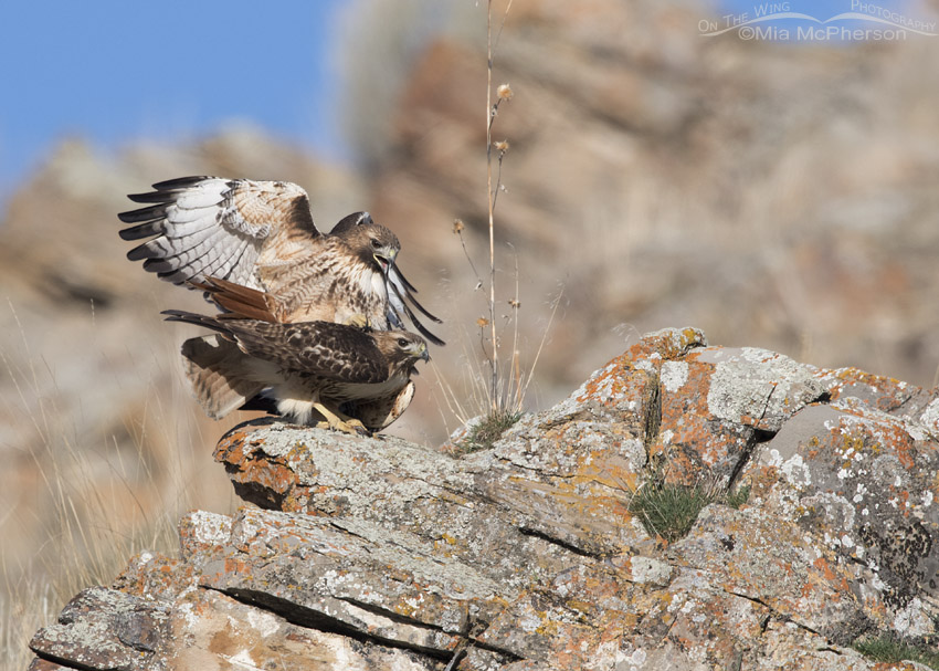 Red-tailed Hawks copulating
