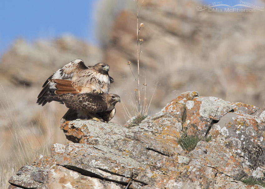 Red-tailed Hawk pair on the rocks