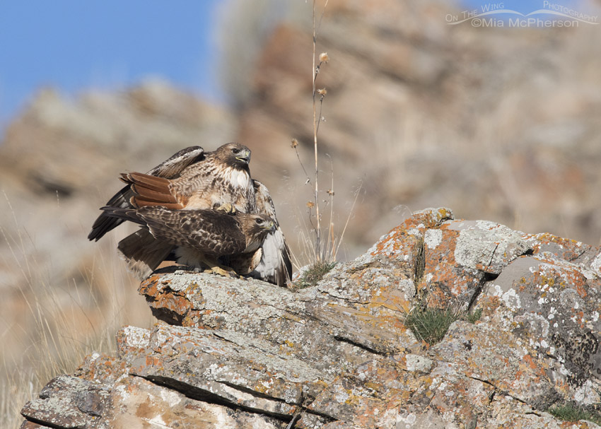 Copulating Red-tailed Hawk pair
