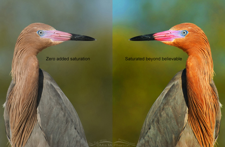Reddish Egret portrait comparison