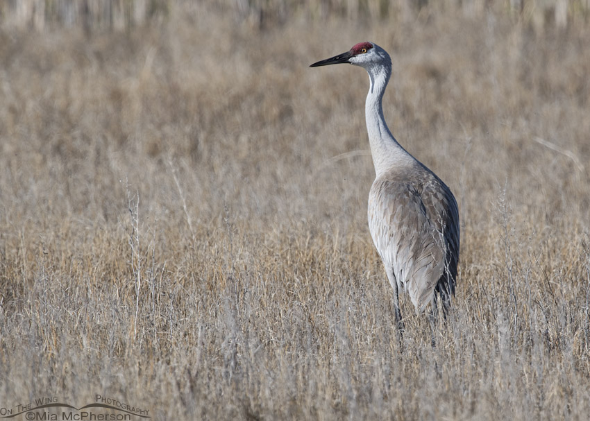 Female Sandhill Crane in a Bear River MBR marsh