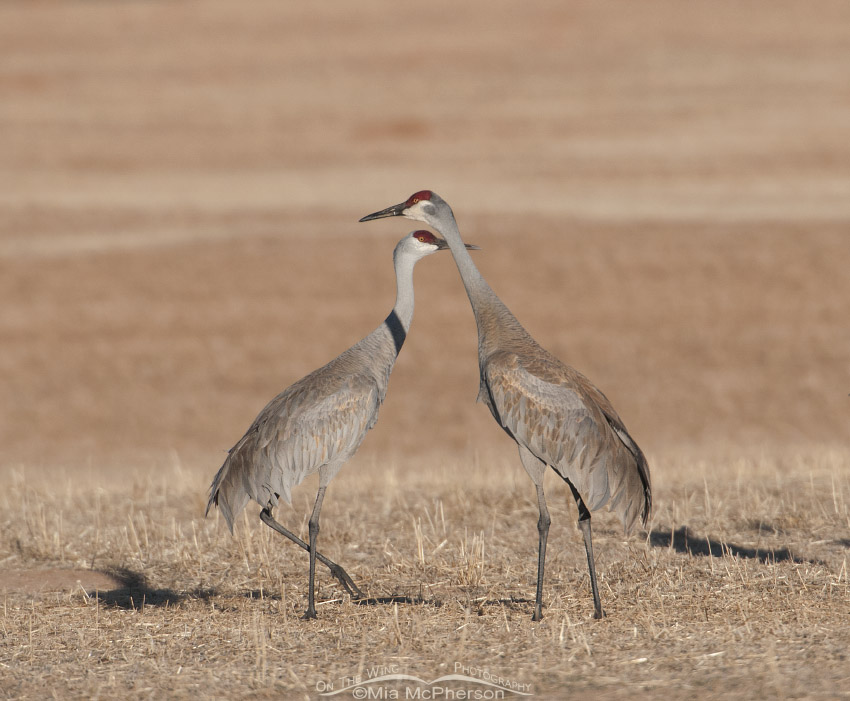 Pair of Sandhill Cranes on a stubble field
