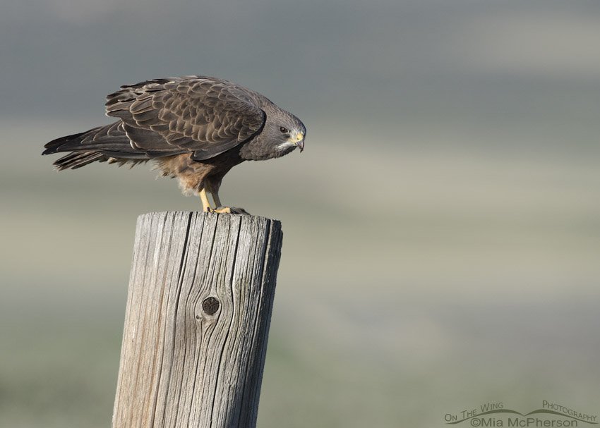 Swainson's Hawk perched on a large fence post