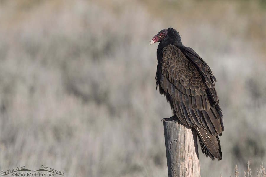 First of Year Turkey Vulture