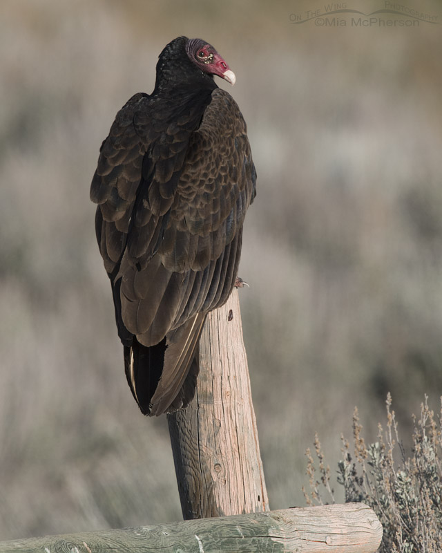 Back view of an adult Turkey Vulture