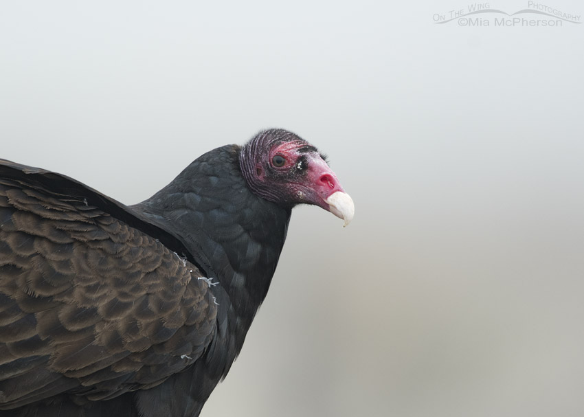 Turkey Vulture in a fog close up