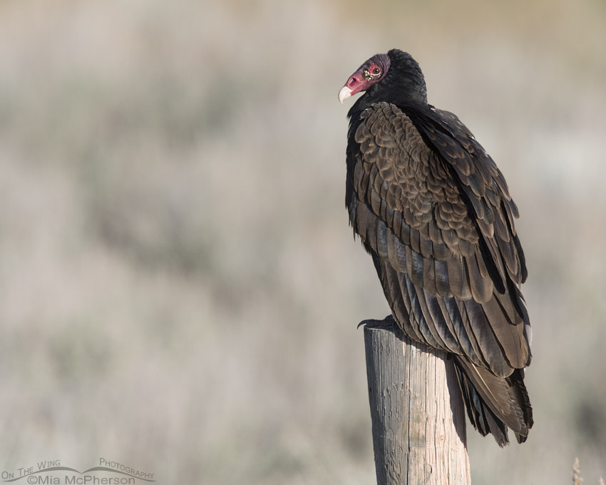 Turkey Vulture's under valued beauty