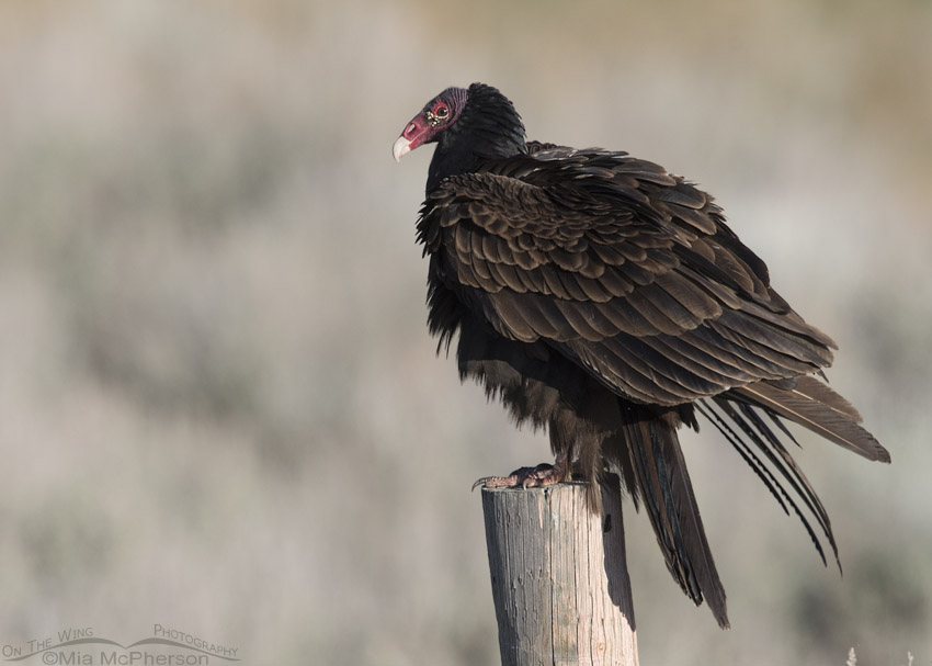 Rousing adult Turkey Vulture