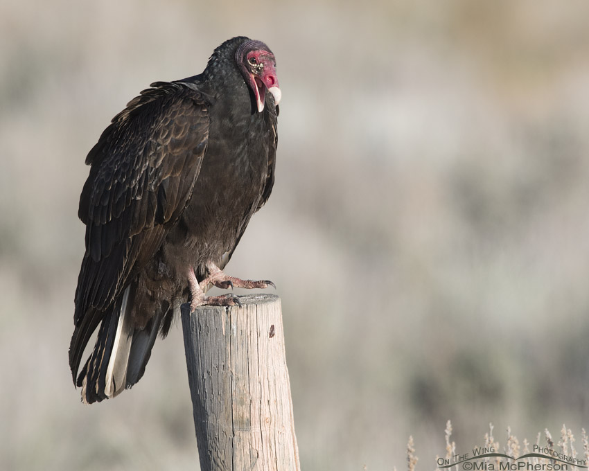 Turkey Vulture with open bill