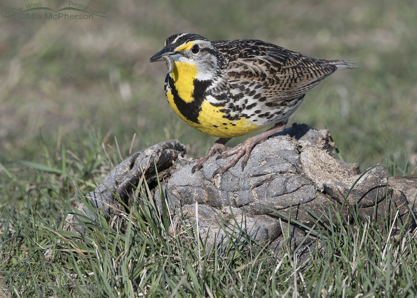 Western Meadowlark with a caterpillar on bison manure