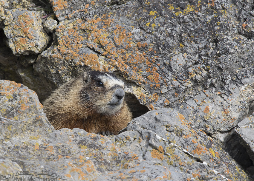 Yellow-bellied Marmot in a rocky crevice