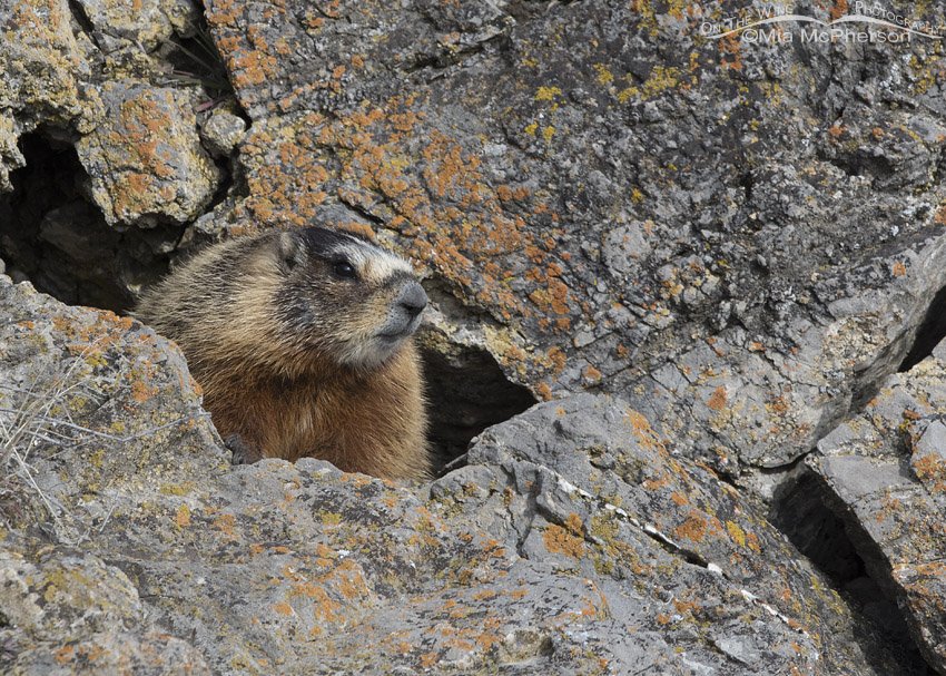 Yellow-bellied Marmot on the rocks
